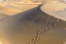 2 sets of footprints thru desert sand dunes
